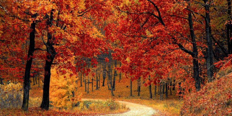 The Power of Trees – Healing, Ancient Wisdom & Sacred Power